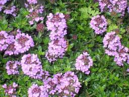 Трава чабрец, тимьян (измельчённый 5-10 мм) 50 грамм