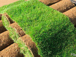 Трава рулонная – газон выносливый