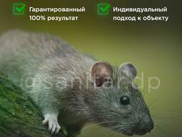 Травля грызунов, уничтожение крыс и мышей. Дератизация