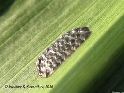 Трихограмма. Маточный материал Trichogramma evanescens Westw.