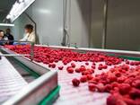 Цінспекційний конвеєр для ягід - фото 1
