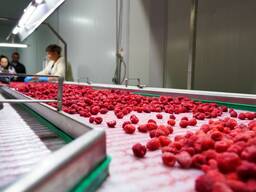 Цінспекційний конвеєр для ягід