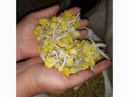 Цмин (Безсмертник) Сухий, 200 кг, опт та роздріб