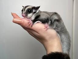 Цукровий посум чи білочка летяга, неймовірний домашній улюбленець