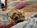 Цуценя Шарпея КСУ - хлопчик 3 міс. Shar pei male FCI - фото 3