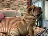 Цуценя Шарпея КСУ - хлопчик 3 міс. Shar pei male FCI - фото 5