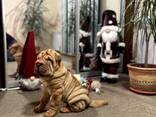 Цуценя Шарпея КСУ - хлопчик 3 міс. Shar pei male FCI - фото 10