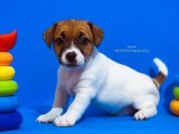 Цуценята Джек Рассел терʼєра, розплідник КСУ