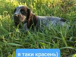 Цуценята спаніеля мисливського - фото 2
