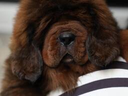 Цуценята тибетського мастифа