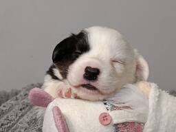 Цуценята вельш коргі кардіган.