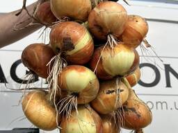 Цибуля ріпчаста (врожай 2026 року)agro-sells. com