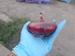 Цибуля ялтинська