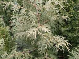 Туя "Брабант" 1,6 метра та крупномірні штамби з даних туй