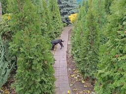 Туя колоновидна 2,6-2,8 метра - найкращий вічнозелений паркан