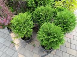 Туя куляста Глобоза 40-50 см