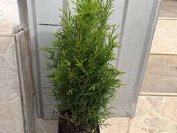 Туя Смарагд 35-40см в горщику