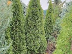 Туя Смарагд дуже пухнаста 1.8-2 метри