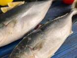 Тунец желтоперый тушка - фото 1