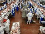 Тушка курина Halal калибром 0,9-1,5 кг - фото 3