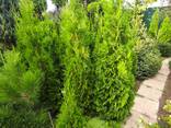 Туя колоновидна 1 - 3.5 метра морозостійка - фото 1