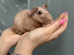 Тёпленькие и гладенькие очаровашки морские свинки Скинни