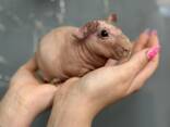 Тёпленькие и гладенькие очаровашки морские свинки Скинни - фото 1