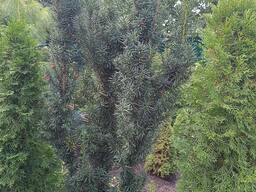 Тис колонновидний «Fastigiata» від 1.6-1.8 до 2,3-2,4 метра висоти морозостійкий