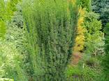 Тис колонновидний «Fastigiata» від 1.6-1.8 до 2,3-2,4 метра висоти морозостійкий - фото 1