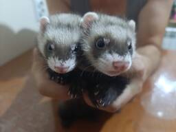 Хорькі Фретка