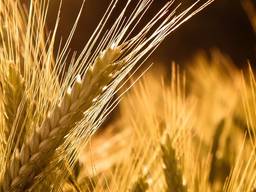 Уборка зерновых и подсолнечника Massey Ferguson 7274