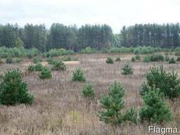 Участок 13,357 Га в с. Зуровка, 5 км. от трассы Киев-Чоп, 42км