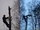 Удаление больших деревьев, санитарная обрезка деревьев - фото 3