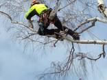 Удаление деревьев. убрать дерево, спил по частям. Уход, обрезка. Чистка деревьев. - фото 1