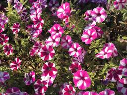 Уход за могилами, уборка могил Черкасская область