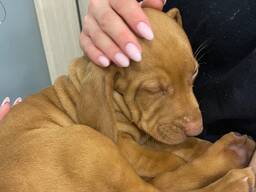 Угорська вижла, маленькі цуценята вижла