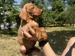 Угорська Вижла, венгерская вижгла , цуцики дівчата з щепленнями