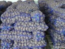 Укладемо договір на поставку картоплі (1 і 2 сорт)