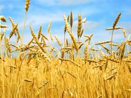 Ukrainian grain broker services.