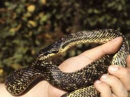 Украинский полоз, ручная неядовитая змея