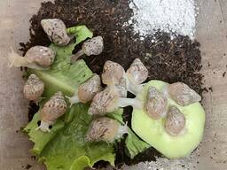 Улитка ахатина