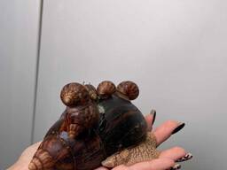 Улитка Ахатина, равлик Ахатіна, большая ахатина, маленькая Ахатіна