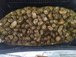 Улитка кормовая Muller, корм, кормовая добавка, комбикорм