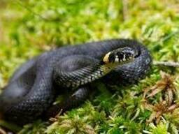 Уж обыкновенный - лат. Natrix natrix, домашние ужи.