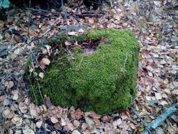 Валун з натурального каменю з мохом