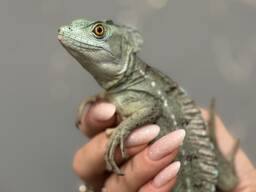 Василіск шлемоносний