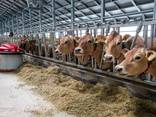 Будуємо свиноферми , птицефермы, коровники - фото 3