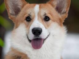 Вельш коргі пемброк, перспективний хлопець. КСУ.