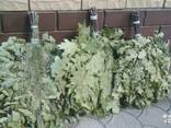 Веники банные дуб береза эвкалиптовые по Украине