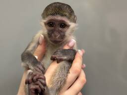 Верветка мавпочка